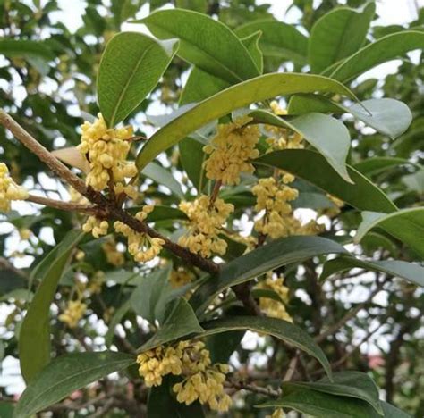 桂花種植土壤|桂花树栽培技术